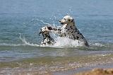 DALMATIEN 224